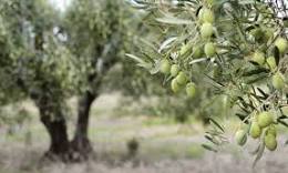 olijfboom planten