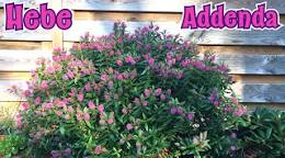 plant hebe
