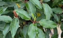 portugese laurier planten