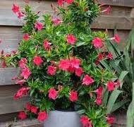 potplanten terras