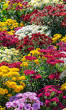 basilicum plant