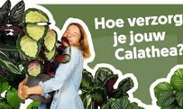 cataleya plant