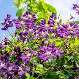 clematis planten