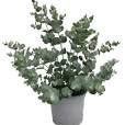 eucalyptus plant binnen