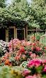 klimroos planten