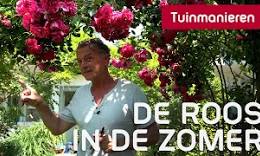 klimrozen planten
