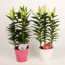 lelie plant