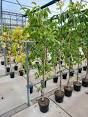 notenboom planten