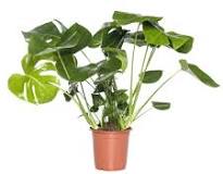 populaire kamerplanten