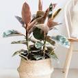 roze plant