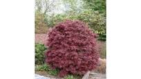 struiken planten