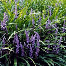 vaste plant met paarse bloemen