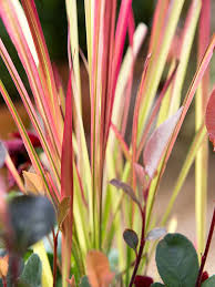 winter planten