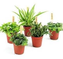 bambino plantjes