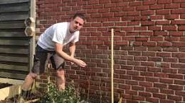 frambozenstruik planten
