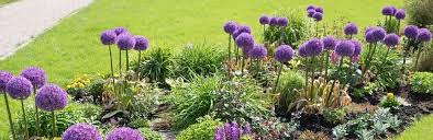 plant met paarse bloemen op lange steel