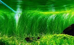 planten aquarium