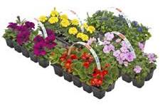 planten gamma