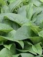 smeerwortel planten