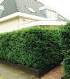 taxus planten
