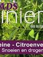 verveine plant