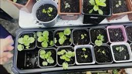 viooltjes planten