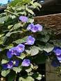 winde plant