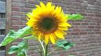 zonnebloempitten planten
