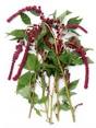 amarant plant
