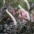 halfschaduw planten