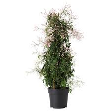 jasmijn plant binnen