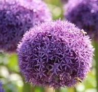 bloembollen planten maart