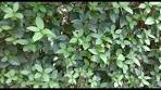liguster planten