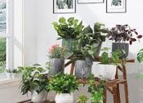 tafel plant