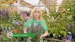 vaste planten in bloembakken