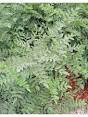 zoethout plant