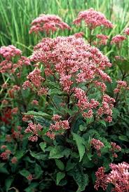 rode vaste planten winterhard