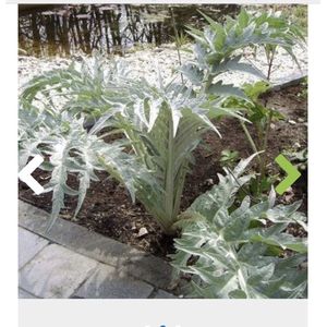 artisjok plant kopen