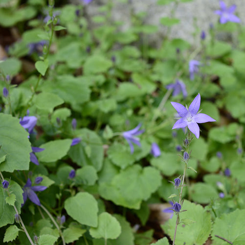 campanula vaste plant