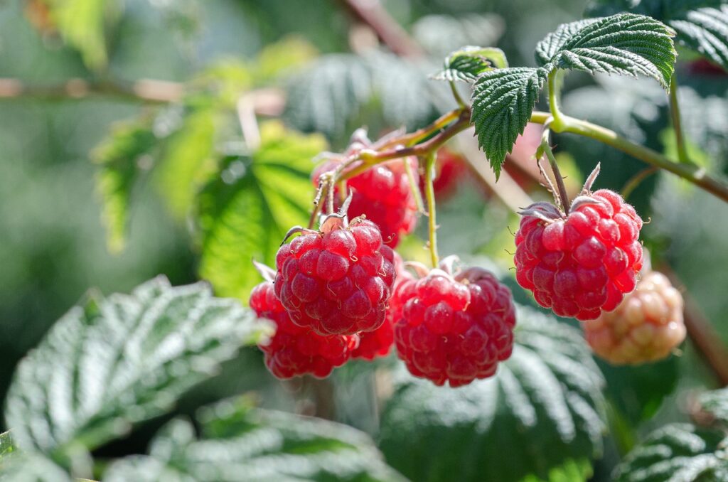 frambozen planten kopen