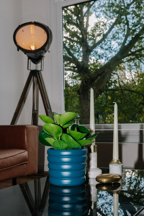 krokodillentranen plant