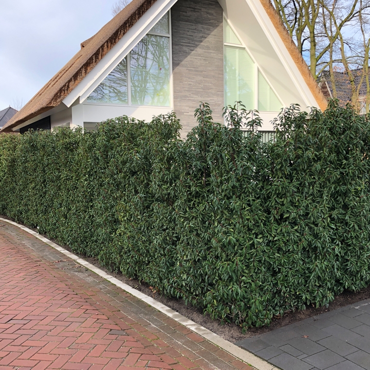 laurierhaag planten