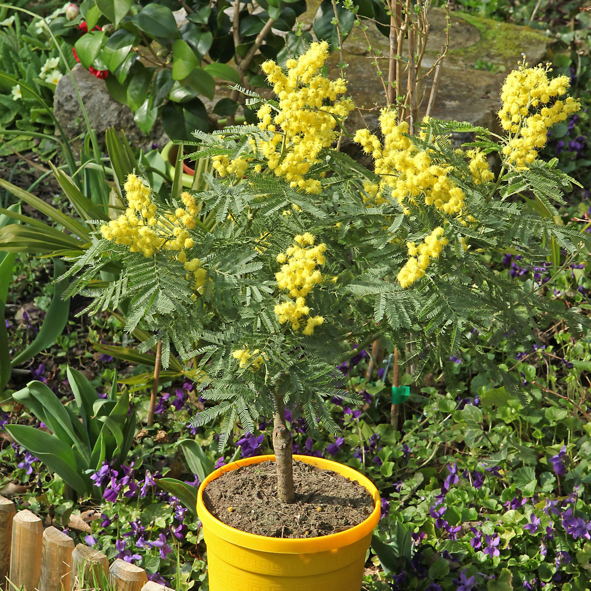 mimosa plant kopen