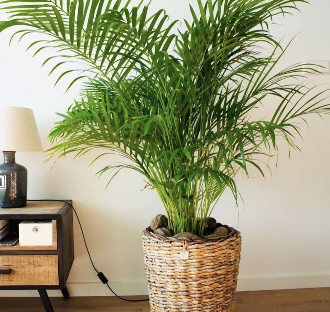 niet giftige planten voor honden