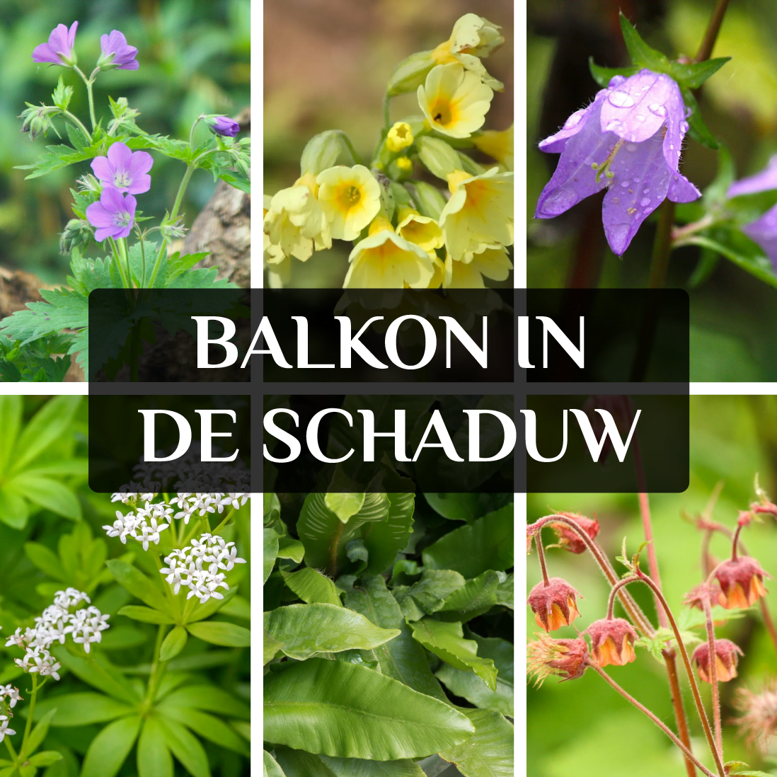 planten voor in de schaduw
