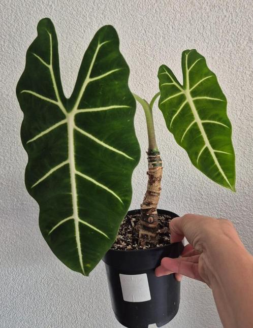 speciale kamerplanten