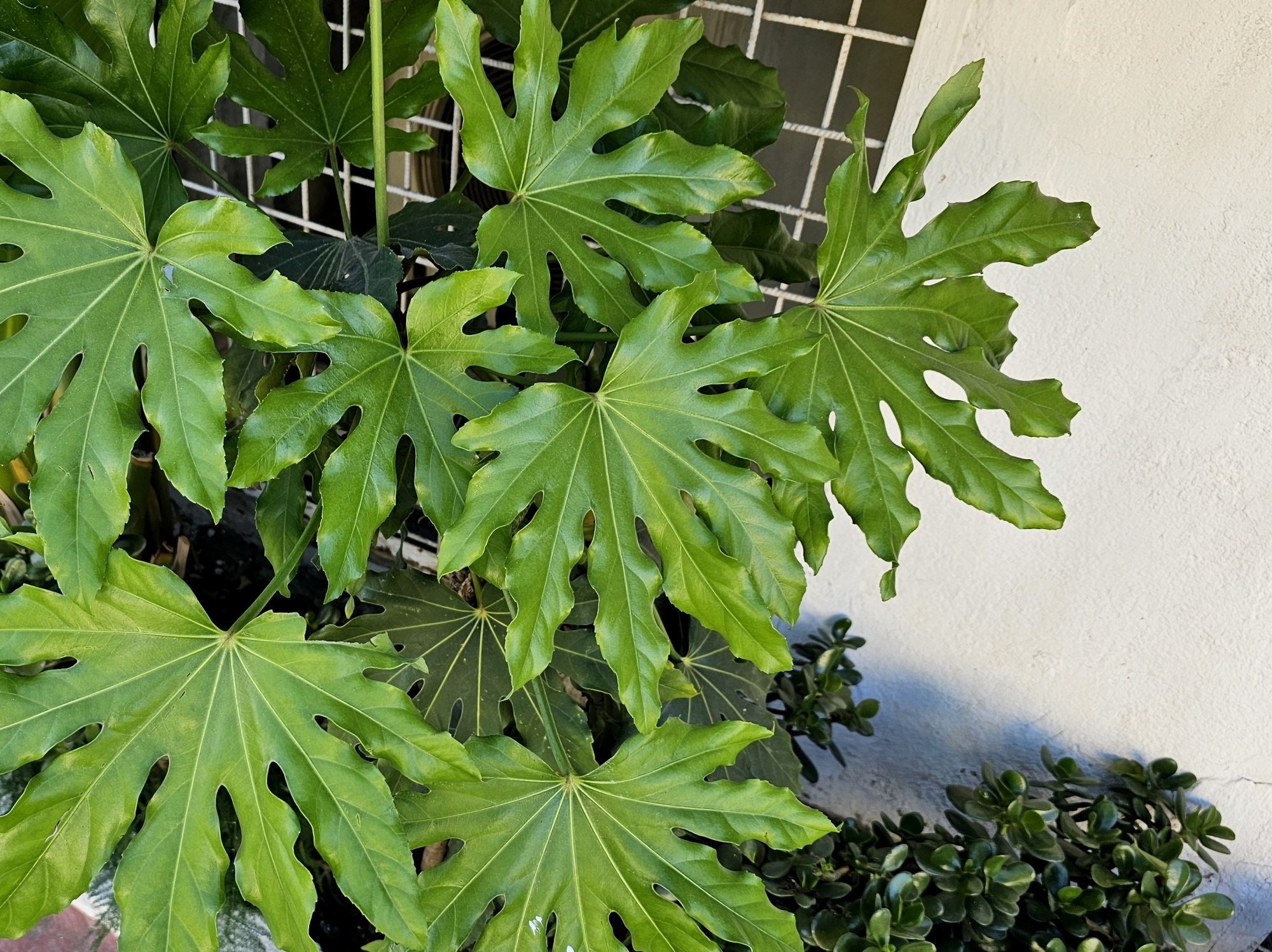 tropische planten buiten