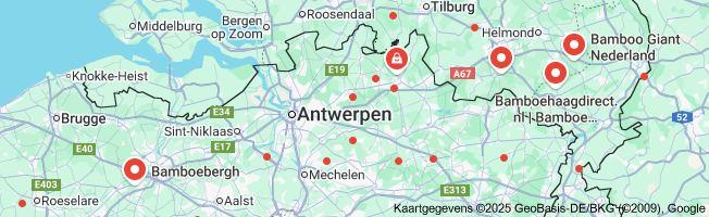 bamboe planten kopen