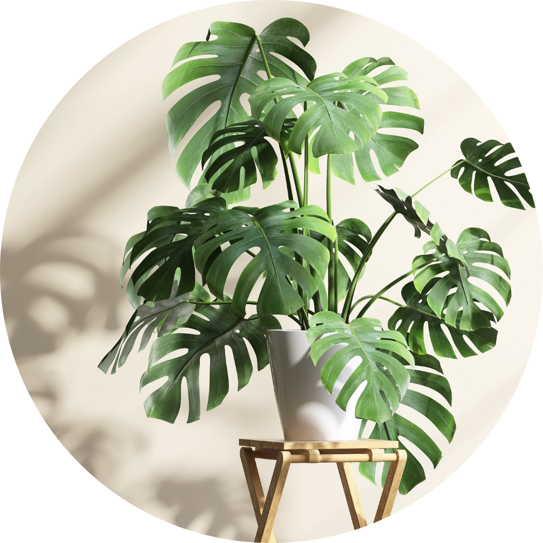 goedkope kamerplanten