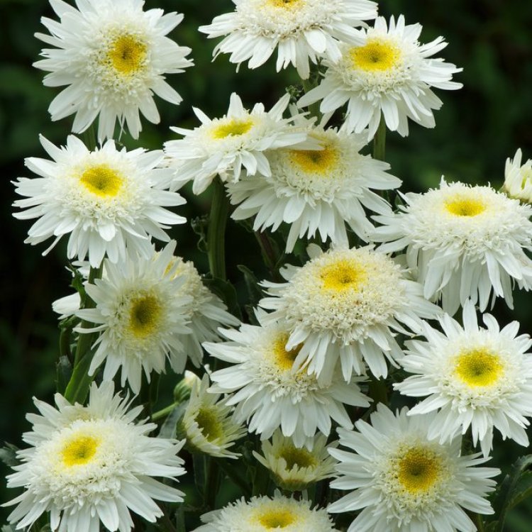 margriet vaste plant